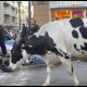 sanremo,-la-mucca-ercolina-sul-green-carpet-del-festival